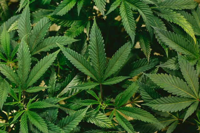 The Green Revolution: Unraveling the Rich History of Marijuana
